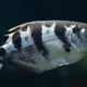 A recent experiment shows that archerfish can distinguish between human faces. (Image: University of Oxford)
